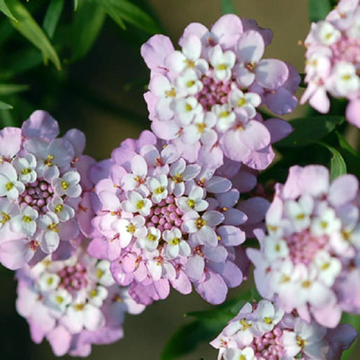 Gibraltar Candytuft Iberis Gibraltarica Seeds – Flower Plant