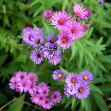 Hardy New England Aster Seeds – Vegetable Plant