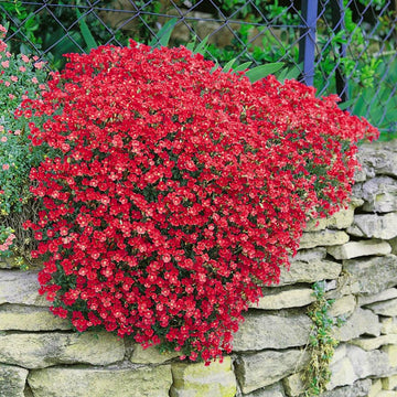 Groundcover Rock Cress Seeds – Fruit Plant