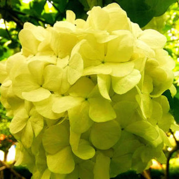 Yellow Hydrangea Seeds – Flower Plant