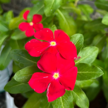 Red Madagascar Periwinkle Seeds – Vegetable Plant