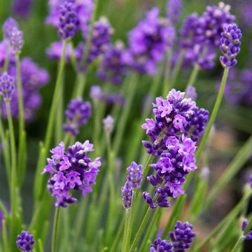 Lavandula Angustifolia Lavender Seeds – Flower Plant