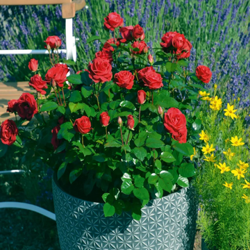 Hardy Japanese Rose Seeds – Flower Plant