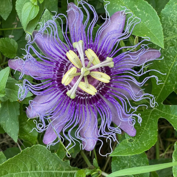 Purple Passionflower Seeds – Flower Plant