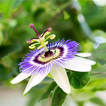 Mixed Passion Passiflora Seeds – Flower Plant