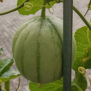Charentais Melon Seeds – Fruit Plant