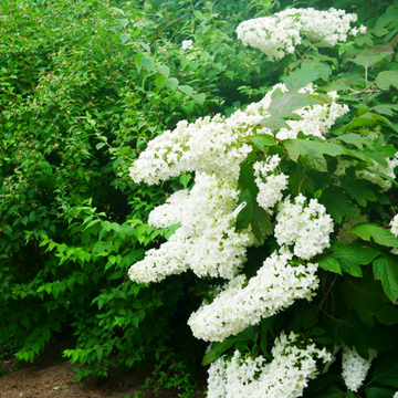Hardy Oakleaf Hydrangea Seeds – Flower Plant
