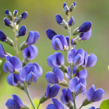 Blue Wild Indigo Seeds - Flower Plant