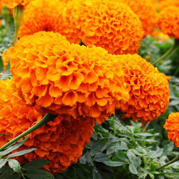 Vibrant Bloom Marigold Seeds – Flower Plant