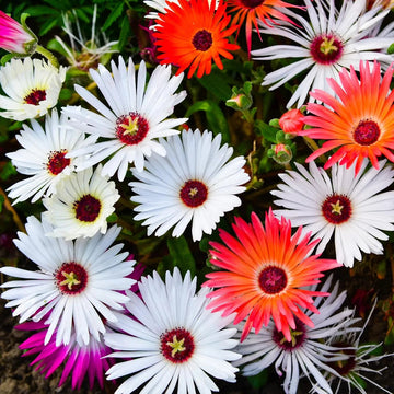 Groundcover Ice Plant Seeds – Flower Plant