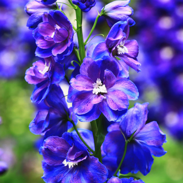 Blue Spire Larkspur Seeds – Flower Plant