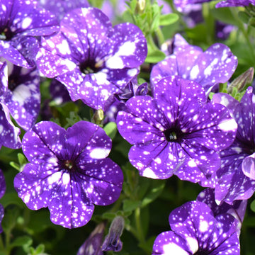 Night Sky Petunia Seeds – Flower Plant