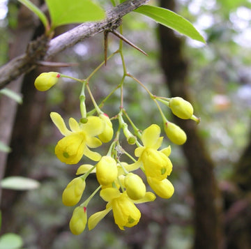 Berberis Aristata Indian Barberry Seeds – Flower Plant