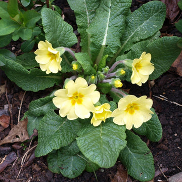 Polyanthus Primrose Primula Seeds – Flower Plant