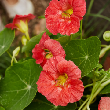 Cherry Rose Jewel Nasturtium Seeds – Flower Plant