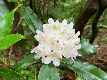 Rosebay Rhododendron Seeds – Flower Plant