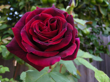 Burgundy Climbing Rose Seeds – Flower Plant