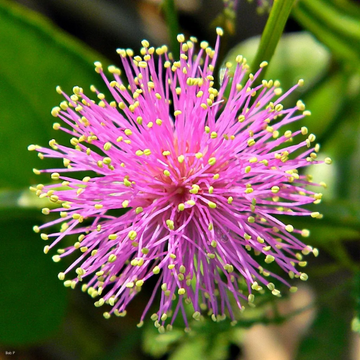 Quadrivalvis Mimosa Seeds – Flower Plant