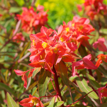 Red Griffithii Wildflower Mix - Flower Plant