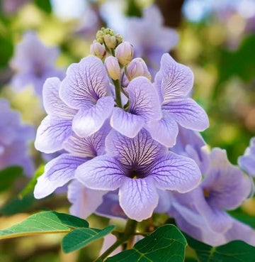 Fortunei Paulownia Seeds – Flower Plant