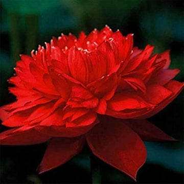 Royal Lotus Seeds –  Flower Plant