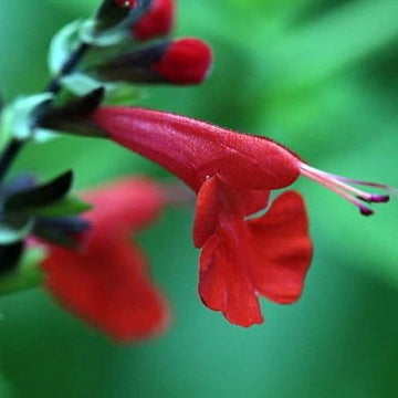 Pineapple Sage Seeds – Herbal Plant