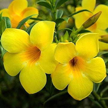 Yellow Allamanda Seeds – Flower Plant