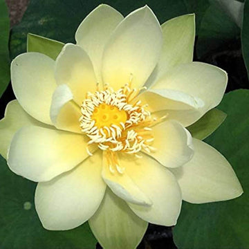 Giant Sunburst Lotus Seeds – Flower Plant
