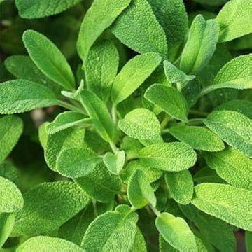 Sage Seeds - Herbal Plant For Home Gardens