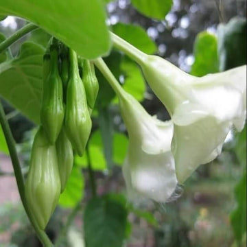 Edible Loroco Seeds – Flower Plant