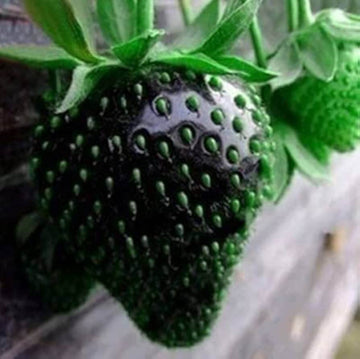 Black Strawberry Seeds – Fruit Plant