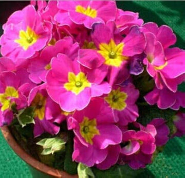 Mixed Heirloom Wildflower Blend Primula Seeds – Flower Plant