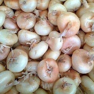 Borettana Cipollini Onion Seeds – Vegetable Plant