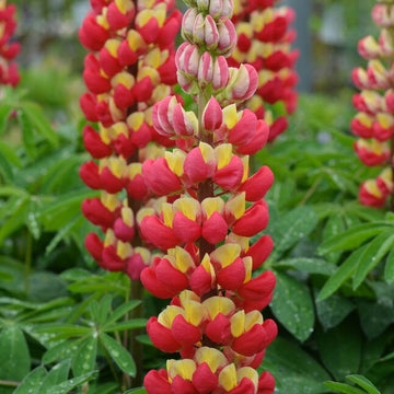 Dark Red & Yellow Lupine Seeds –  Flower Plant