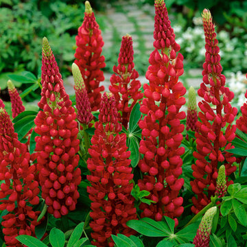 Red Wild Lupine Seeds - Flower Plant