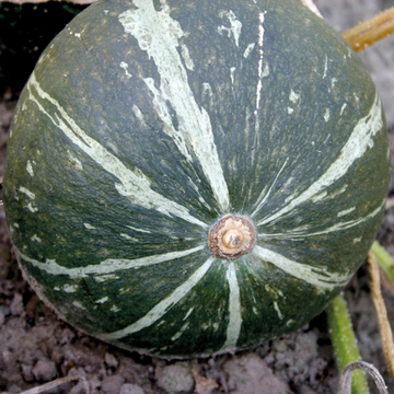 Green Hokkaido Squash Seeds – Fruit Plant