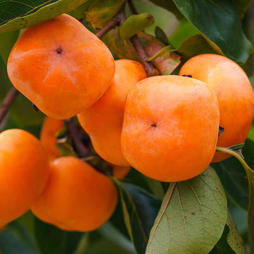 Persimmon Tree Seeds - Fruit Plant