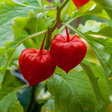 Lantern Bladder Cherry Seeds - Fruit Plant