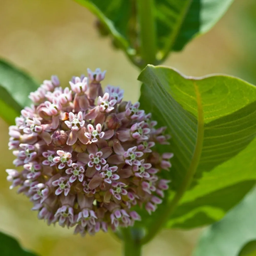 Milkweed Seeds - Flower Plant For Home Gardens