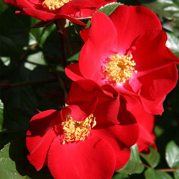 Red Rosa Rugosa Seeds – Flower Plant