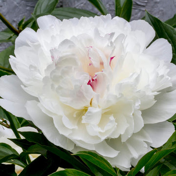 White Peony Seeds - Flower Plant