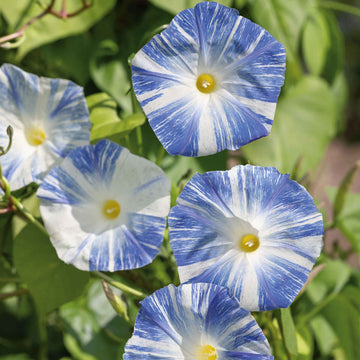Flying Saucers Morning Glory Seeds – Flower Plant