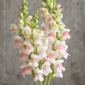 Appleblossom Snapdragon Seeds – Flower Plant