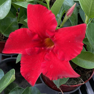 Sanderi Mandevilla Seeds – Flower Plant