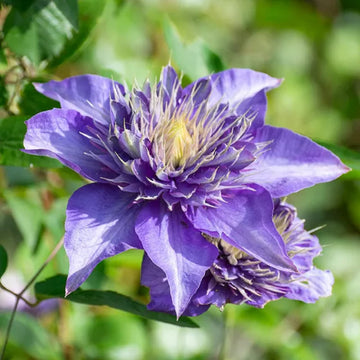 Double Dark Purple Clematis Seeds – Flower Plant