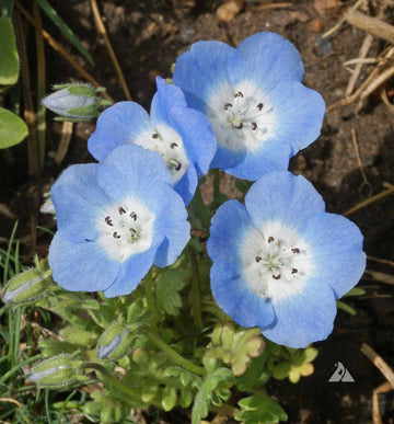 Baby Blue Eyes Nemophila Seeds – Flower Plant