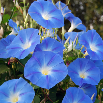 Blue Morning Glory Seeds – Flower Plant