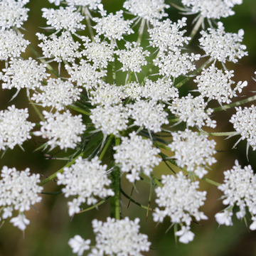 False Queen Anne's Lace  Seeds – Flower Plant