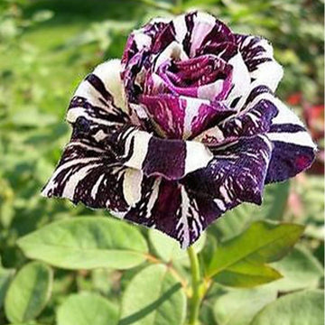 Dragon Rose Bush Rose Seeds – Flower Plant
