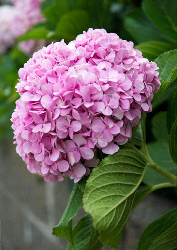 Macrophylla  Hydrangea Seeds – Flower Plant